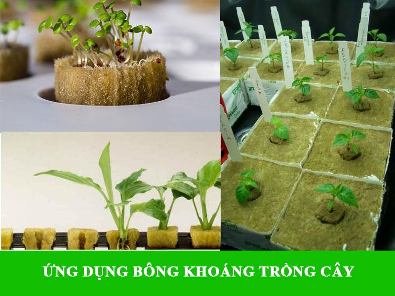 Tái chế bông khoáng để trồng cây